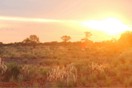 A sunset over an Australian outback landscape with red earth, native grasses and silhouetted trees bathed in golden light.